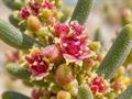 معرفی و نگهداری سوئدا فروتیکوسا (Shrubby Seablite)